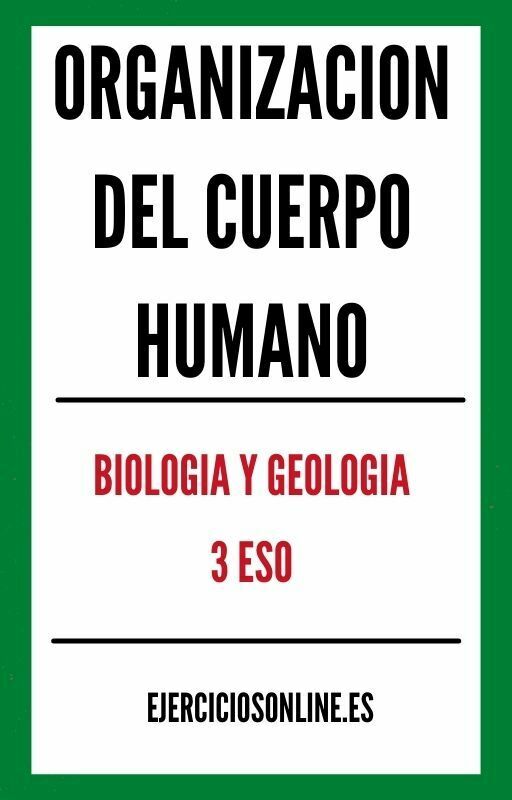 Organizacion Del Cuerpo Humano 3 ESO Ejercicios en PDF 